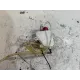 Ekspansjonstank